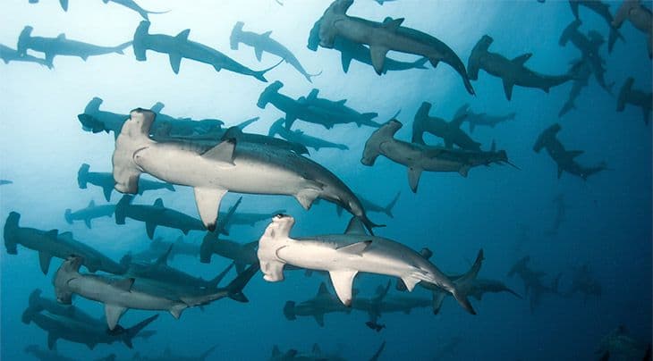 Galapagos Islands