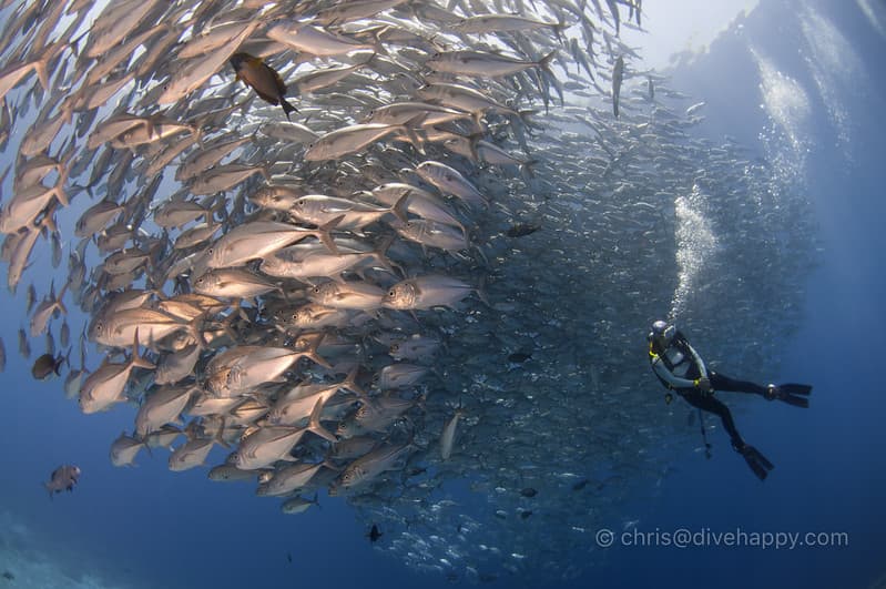 Tubbataha Reefs